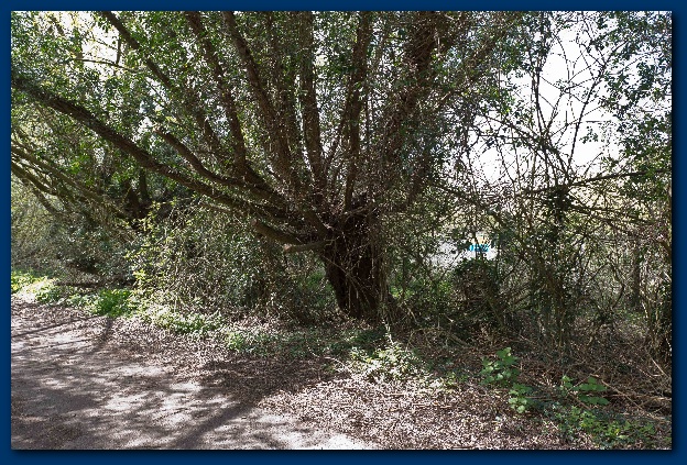 624x423 pixels (219K)